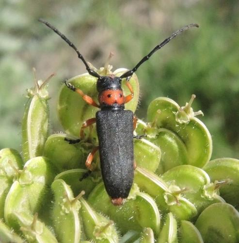 Réf. 293 851 : Phytoecia affinis affinis